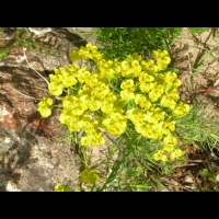 Lotier - Lotus corniculatus (2)